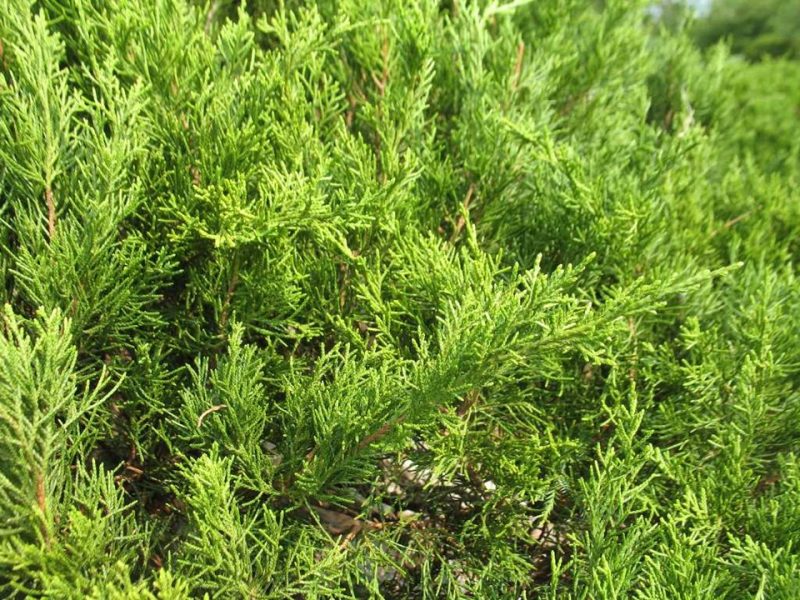 Chinese juniper (Juniperus × pfitzeriana 'Mint Julep')