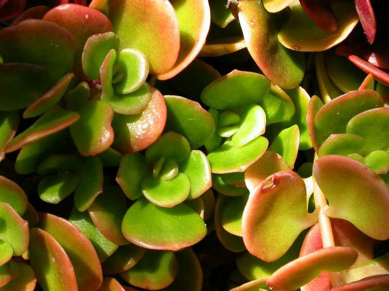 Chinese sedum (Sedum tetractinum 'Coral Reef') 1 Chinese sedum (Sedum tetractinum 'Coral Reef')