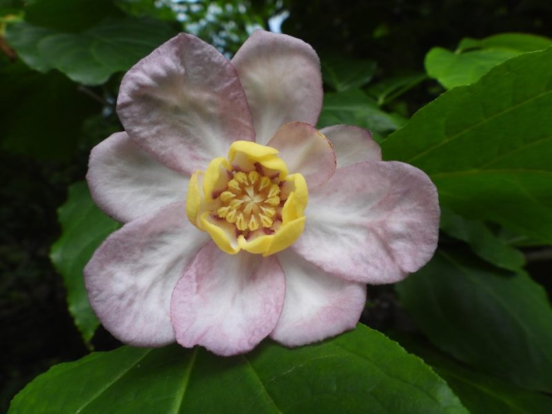 Chinese sweetshrub (Calycanthus chinensis)