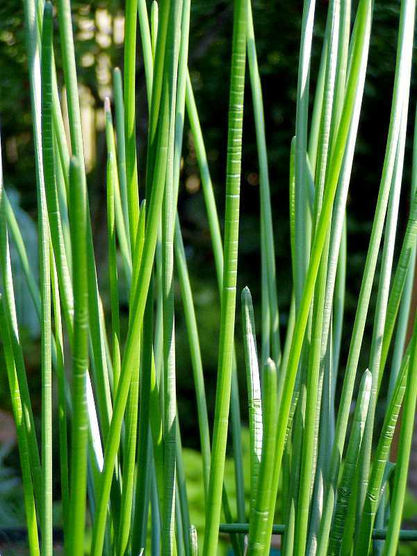 Chinese Water Chestnut (Eleocharis Dulcis) 1 Chinese water chestnut (Eleocharis dulcis)