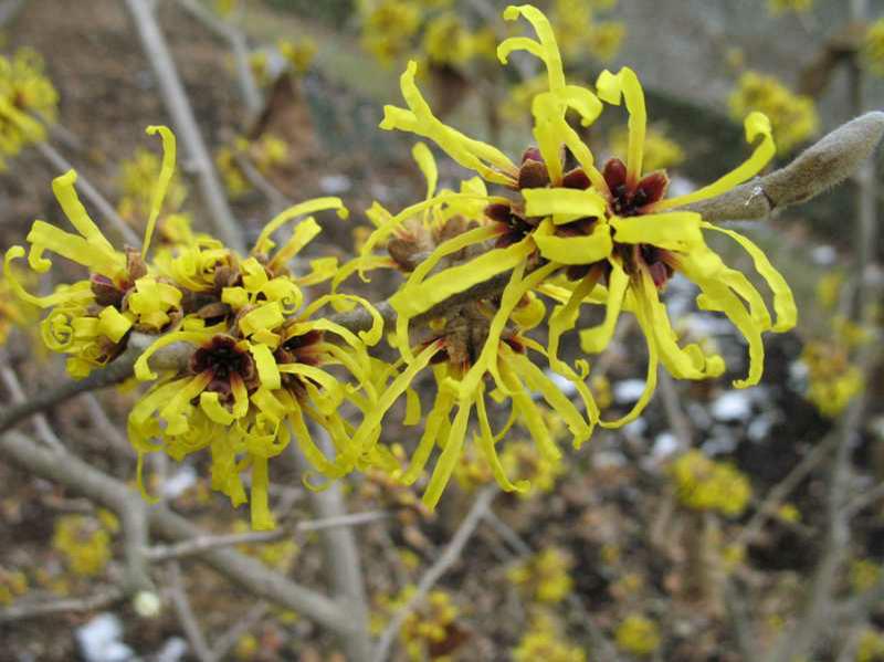 Chinese Witch Hazel (Hamamelis mollis 'Wisley Supreme') 1 Chinese witch hazel (Hamamelis mollis 'Wisley Supreme')
