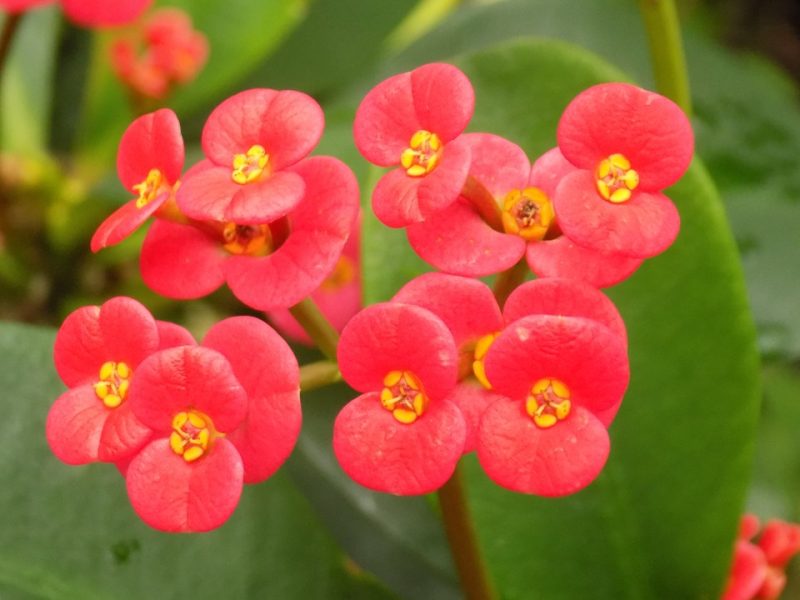 christplant (Euphorbia milii)