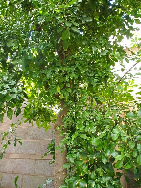 Chu-lan tree (Aglaia odorata) 1 chu-lan tree (Aglaia odorata)