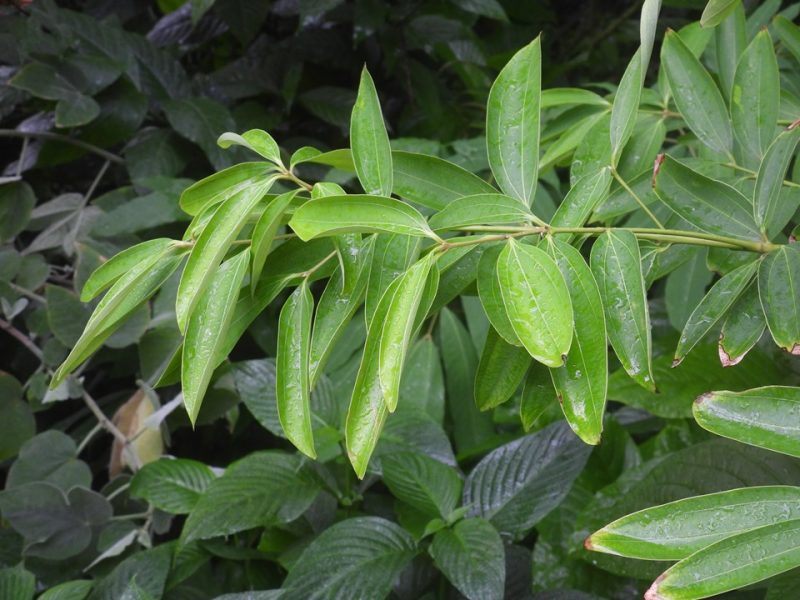 cinnamon (Cinnamomum verum)