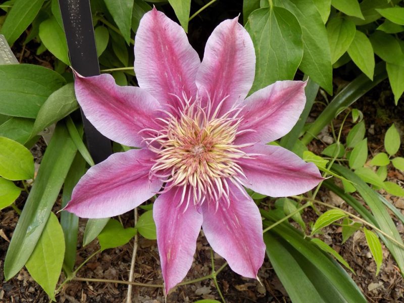clematis (Clematis 'Evijohill' JOSEPHINE)
