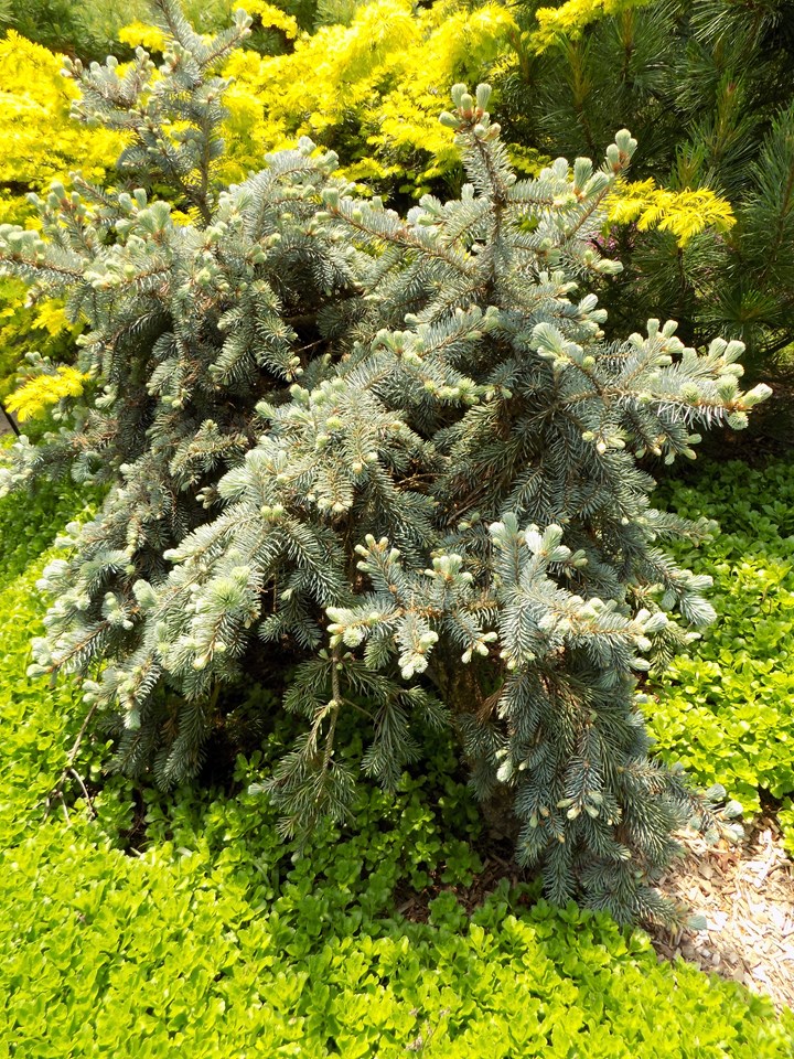 Colorado spruce (Picea pungens 'Glauca Prostrata') 1 Colorado spruce (Picea pungens 'Glauca Prostrata')