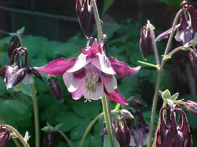 Columbine (Aquilegia Vulgaris 'William Guiness') 1 columbine (Aquilegia vulgaris 'William Guiness')