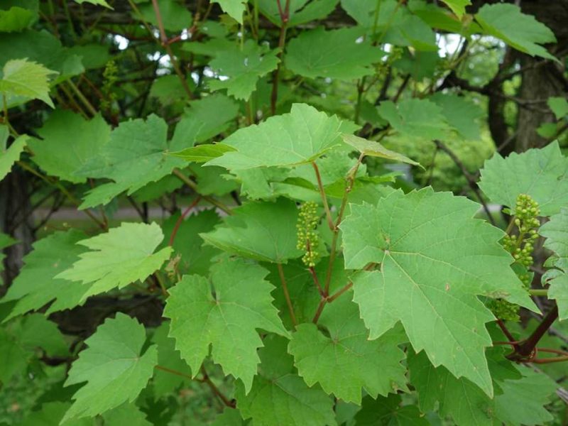 common grape (Vitis vinifera)