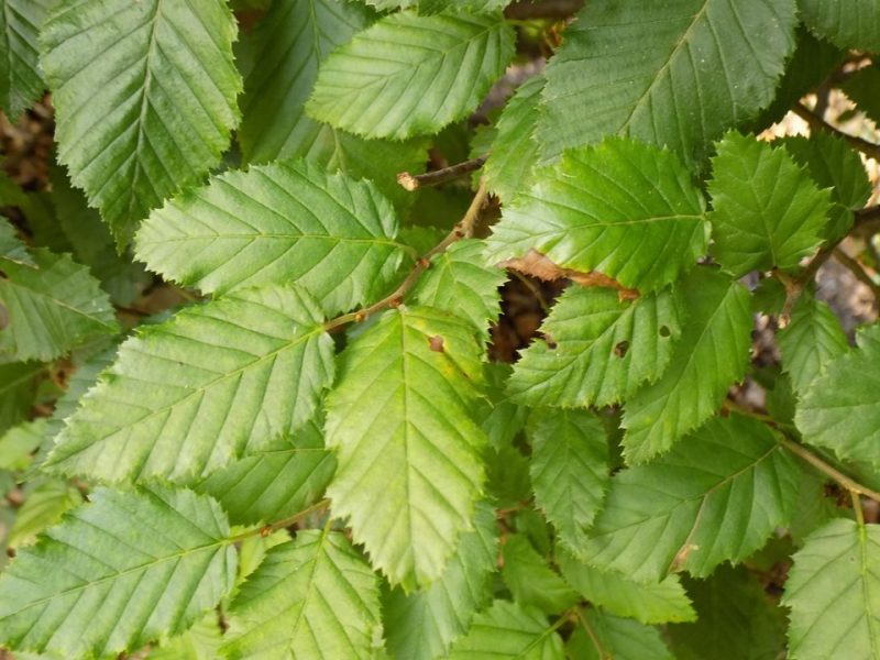 common hornbeam (Carpinus betulus)