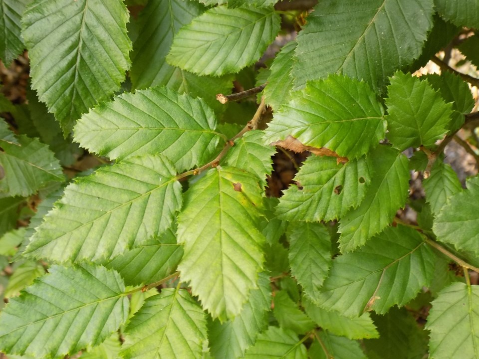 Common hornbeam (Carpinus betulus) 1 common hornbeam (Carpinus betulus)