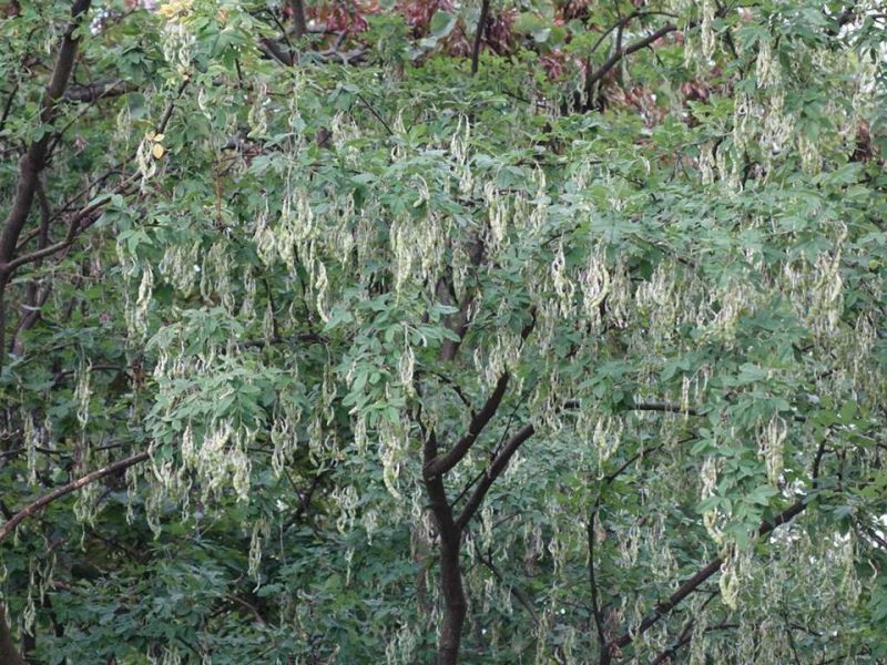 common laburnum (Laburnum anagyroides)