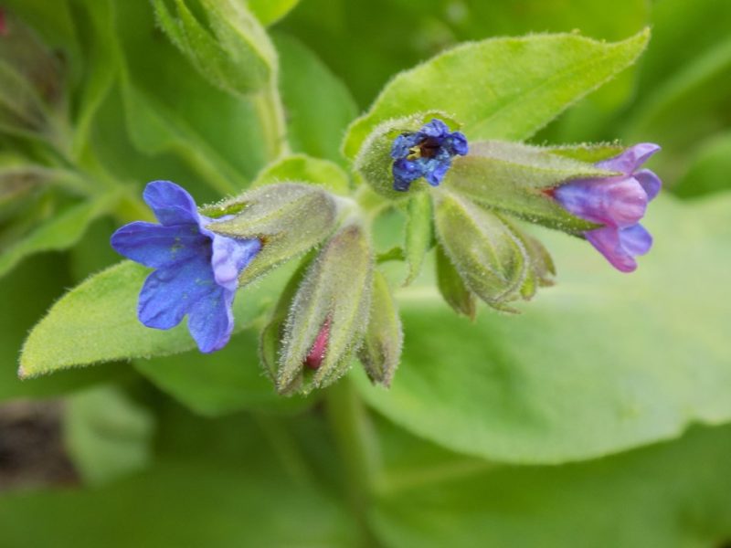 common lungwort  (Pulmonaria officinalis)