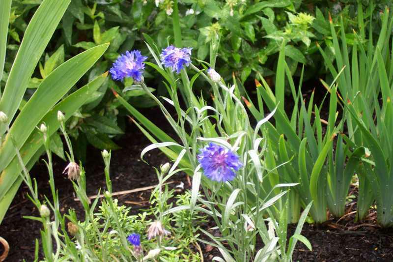 Cornflower (Centaurea cyanus) 1 cornflower (Centaurea cyanus)