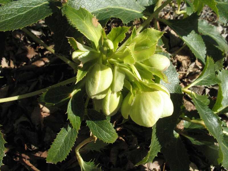 Corsican hellebore (Helleborus argutifolius) 1 Corsican hellebore (Helleborus argutifolius)
