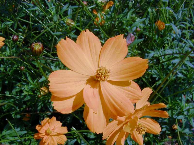 Cosmos (Cosmos sulphureus) 1 cosmos (Cosmos sulphureus)