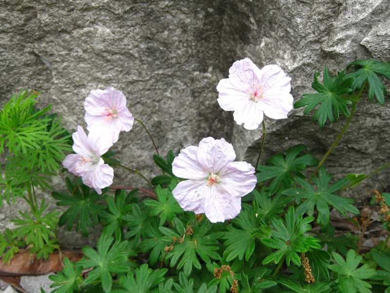 Cranesbill (Geranium macrorrhizum 'Ingwersens Variety') 1 cranesbill (Geranium macrorrhizum 'Ingwersens Variety')