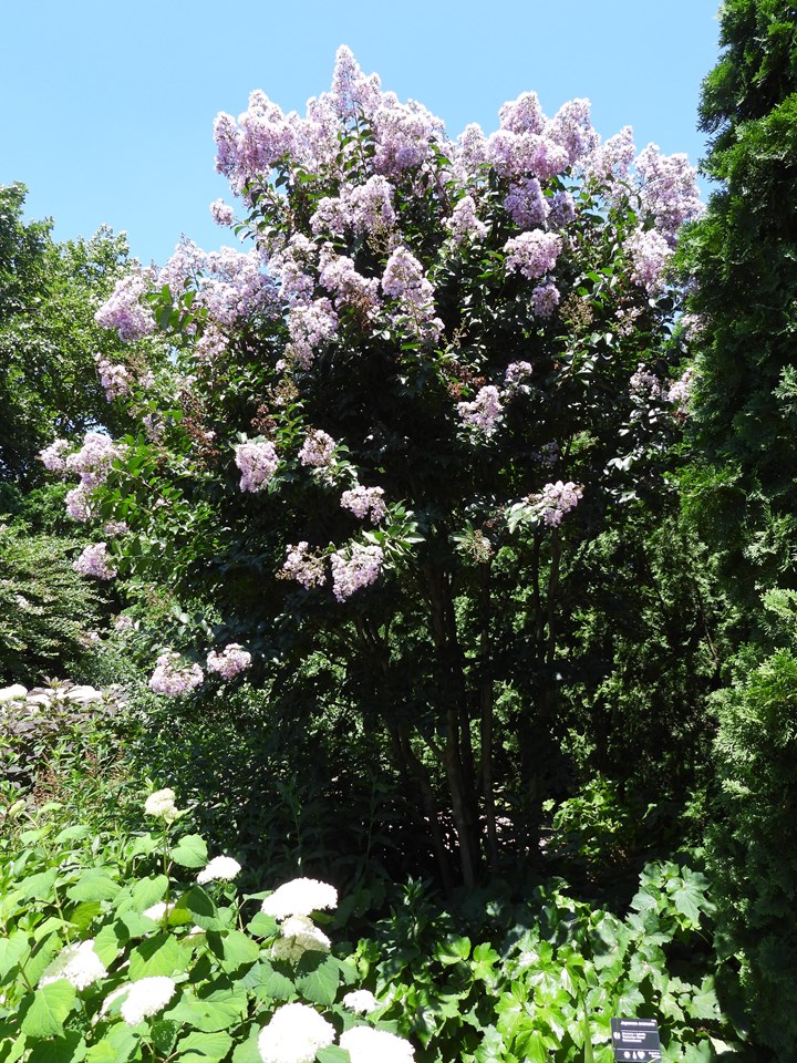 Crape Myrtle (Lagerstroemia 'Apalachee') 1 crape myrtle (Lagerstroemia 'Apalachee')