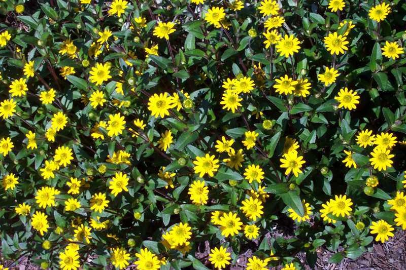 Creeping zinnia (Sanvitalia procumbens) 1 creeping zinnia (Sanvitalia procumbens)