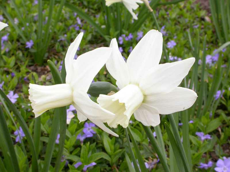 Cyclamineus Daffodil (Narcissus 'Jenny') 1 cyclamineus daffodil (Narcissus 'Jenny')