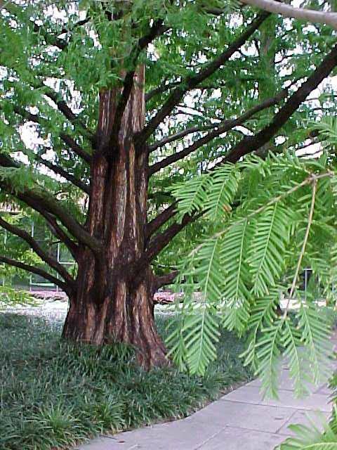 Dawn Redwood (Metasequoia Glyptostroboides) 1 dawn redwood (Metasequoia glyptostroboides)