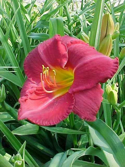 Daylily (Hemerocallis 'Charles Johnston') 1 daylily (Hemerocallis 'Charles Johnston')