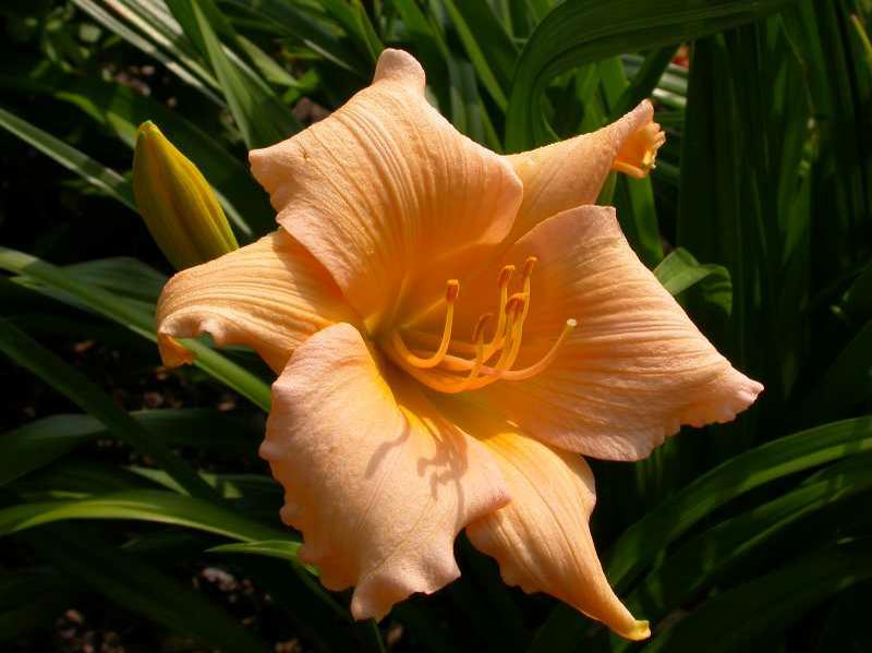 Daylily (Hemerocallis 'Mini Pearl') 1 daylily (Hemerocallis 'Mini Pearl')