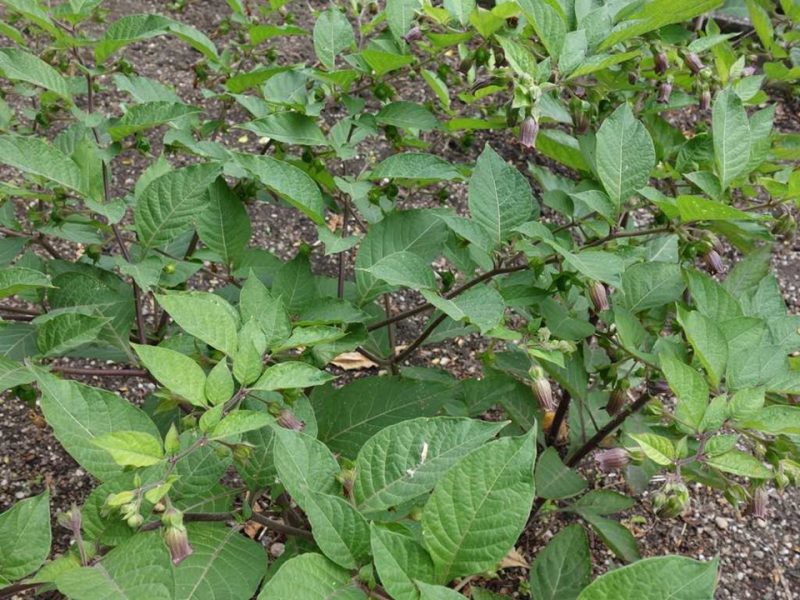 deadly nightshade (Atropa belladonna)