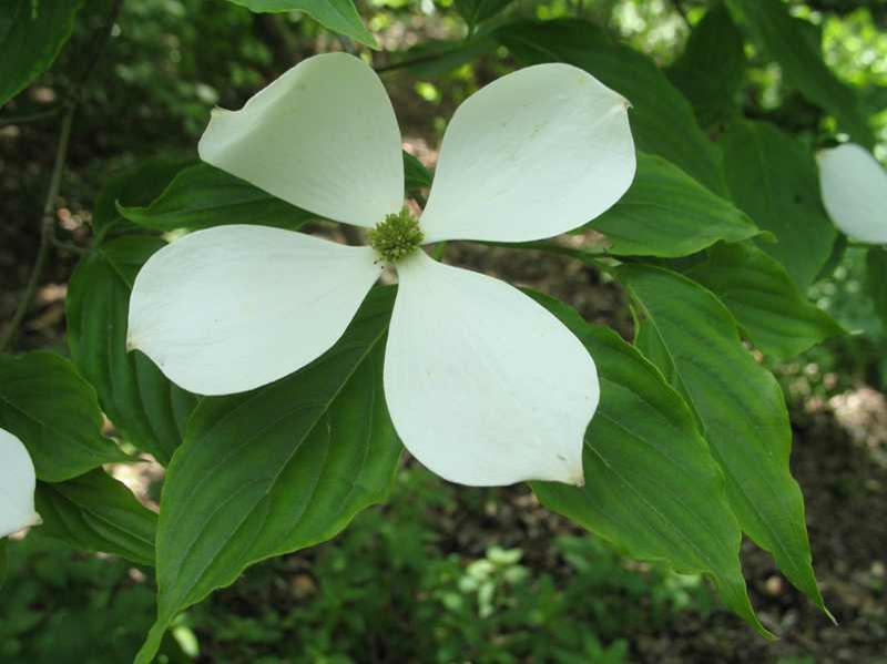 Dogwood (Cornus 'Rutcan' Constellation) 1 dogwood (Cornus 'Rutcan' CONSTELLATION)