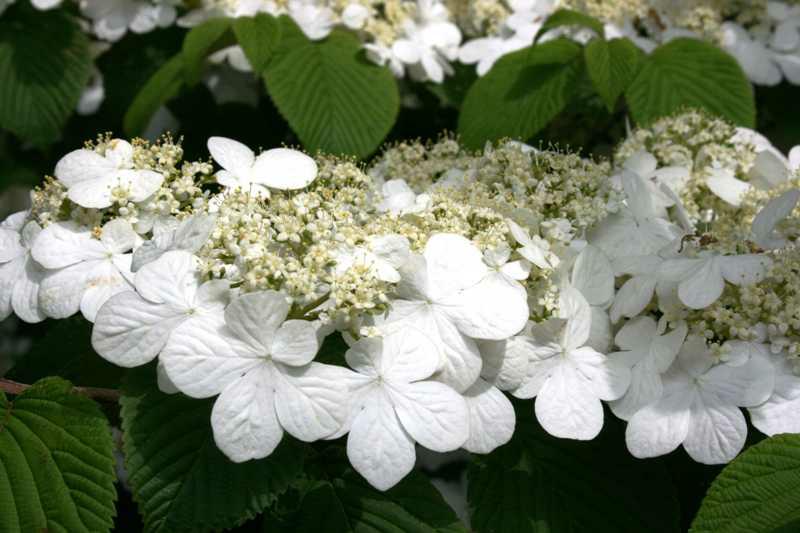 Doublefile Viburnum (Viburnum Plicatum F. Tomentosum) 1 doublefile viburnum (Viburnum plicatum f. tomentosum)