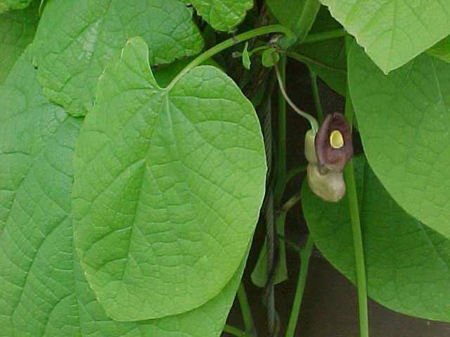 Dutchman's pipe (Aristolochia macrophylla) 1 Dutchman's pipe (Aristolochia macrophylla)