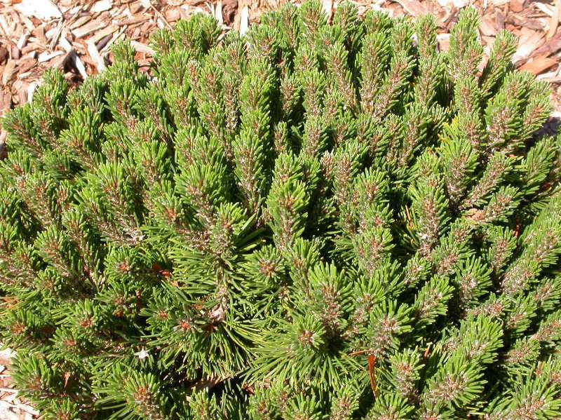 Dwarf Mountain Pine (Pinus Mugo 'Teeny') 1 dwarf mountain pine (Pinus mugo 'Teeny')