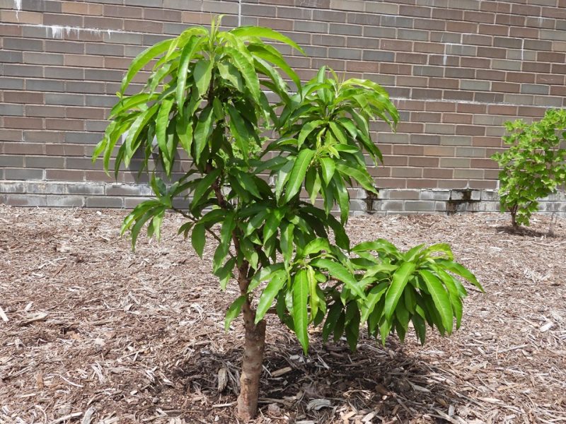 dwarf nectarine (Prunus persica var. nectarina 'Leprechaun')