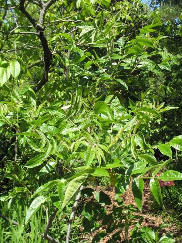 Dwarf Sumac (Rhus copallinum var. latifolia) 1 dwarf sumac (Rhus copallinum var. latifolia)