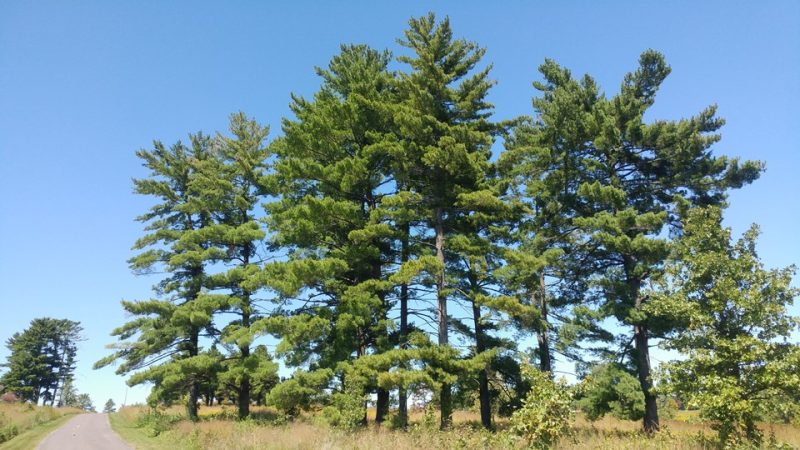 eastern white pine (Pinus strobus)
