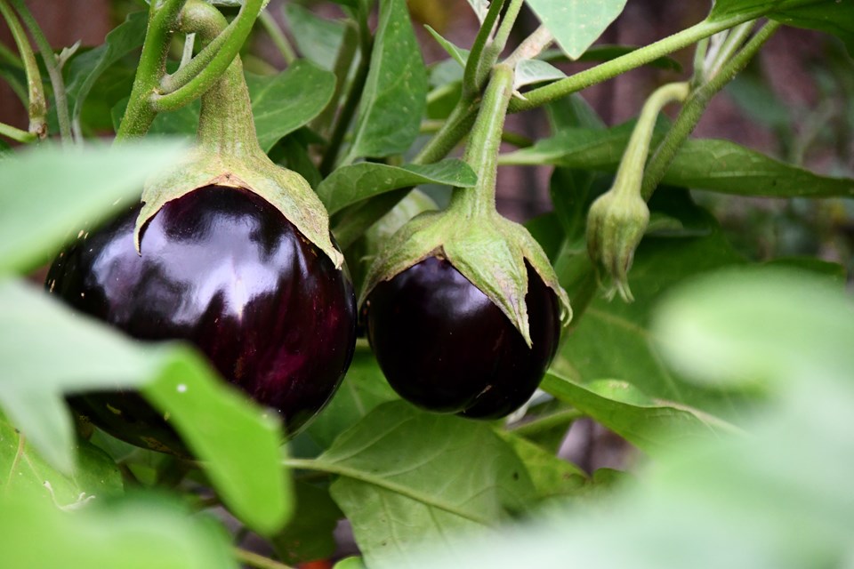 Eggplant (Solanum melongena 'Aswad') 1 eggplant (Solanum melongena 'Aswad')