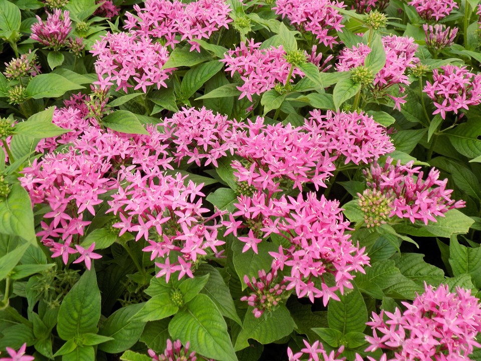 Egyptian Star Flower (Pentas Lanceolata 'Butterfly Orchid') 1 Egyptian star flower (Pentas lanceolata 'Butterfly Orchid')