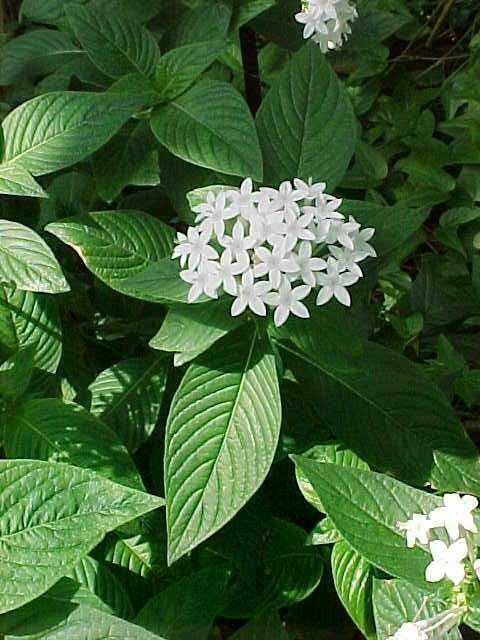 Egyptian star flower (Pentas lanceolata) 1 Egyptian star flower (Pentas lanceolata)