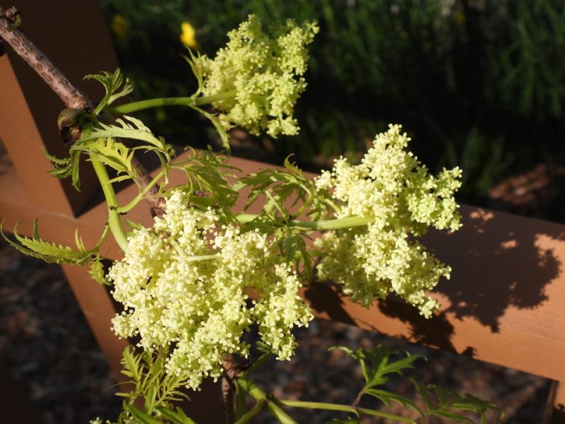 elderberry (Sambucus racemosa 'Smnsrd4' LEMONY LACE)