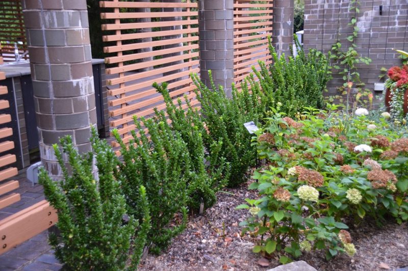 euonymus (Euonymus japonicus 'Green Spire')