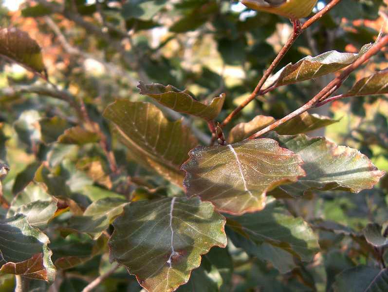 European beech (Fagus sylvatica 'Riversii') 1 European beech (Fagus sylvatica 'Riversii')
