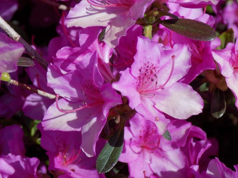 evergreen azalea (Rhododendron 'Karens')