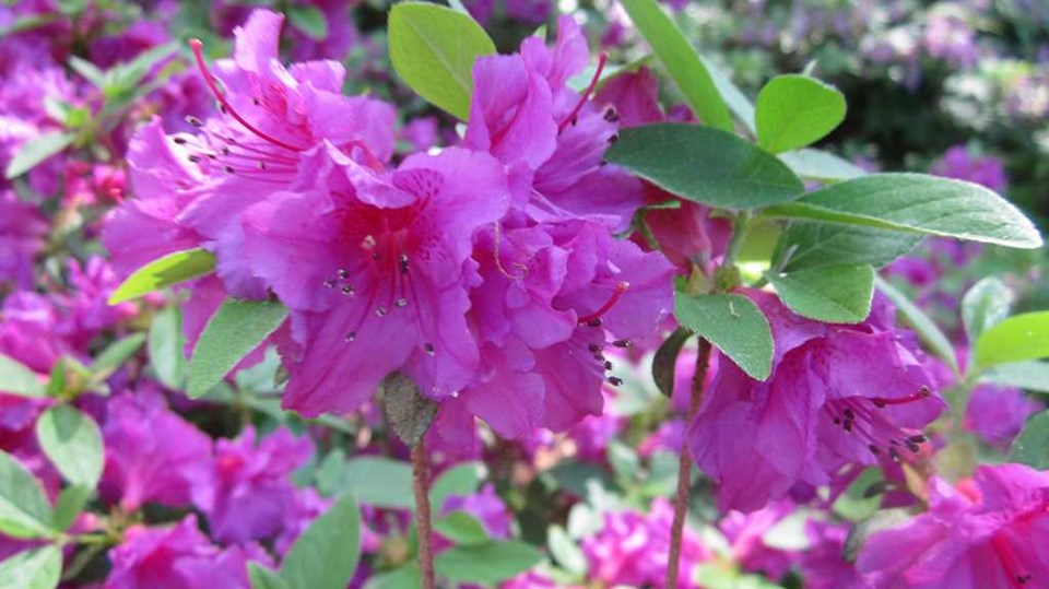 Evergreen azalea (Rhododendron 'Purple Splendor') 1 evergreen azalea (Rhododendron 'Purple Splendor')