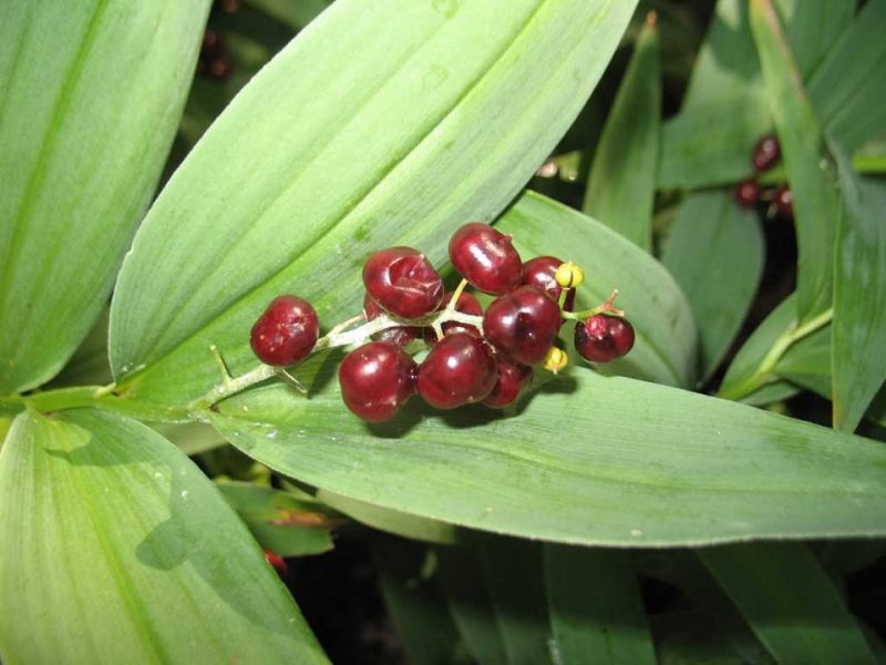 false Solomon's seal (Maianthemum racemosum)