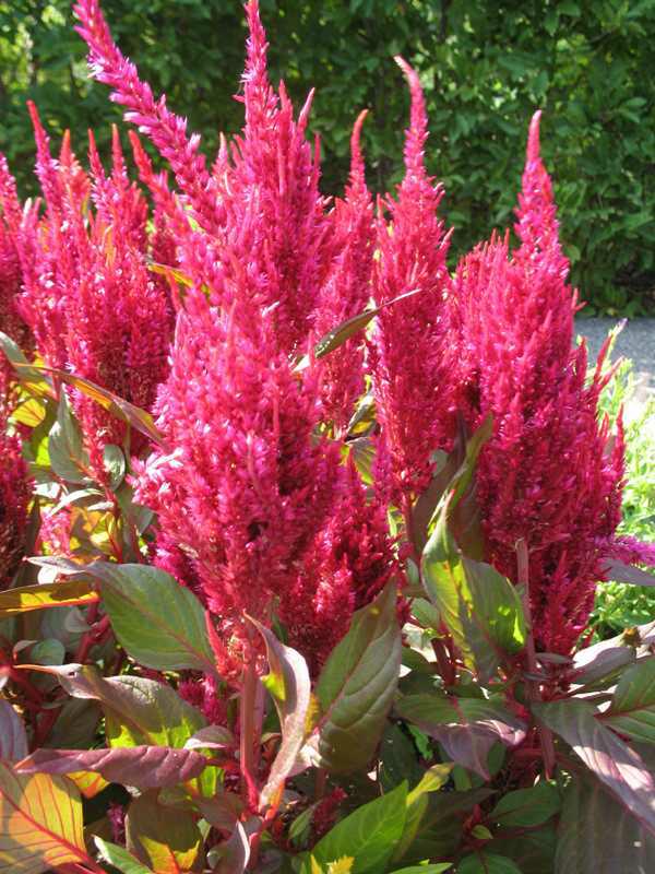 Feather celosia (Celosia argentea (Plumosa Group) 'New Look') 1 feather celosia (Celosia argentea (Plumosa Group) 'New Look')
