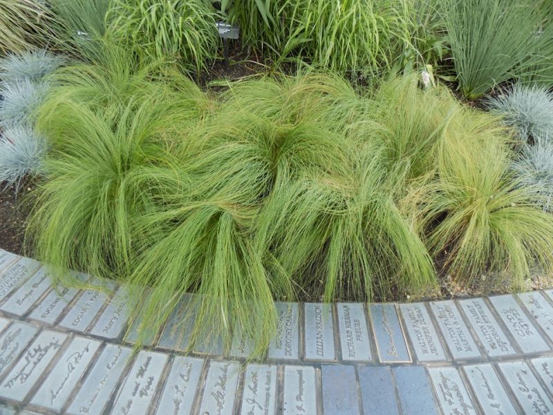finestem needlegrass (Nassella tenuissima)