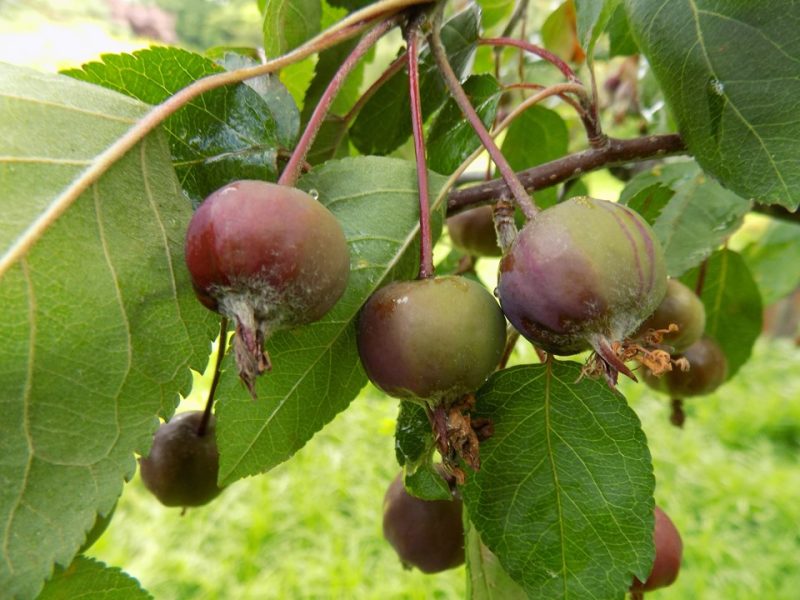 flowering crabapple (Malus 'Branzam' BRANDYWINE)