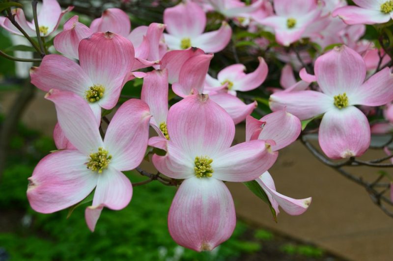 flowering dogwood (Cornus florida f. rubra)
