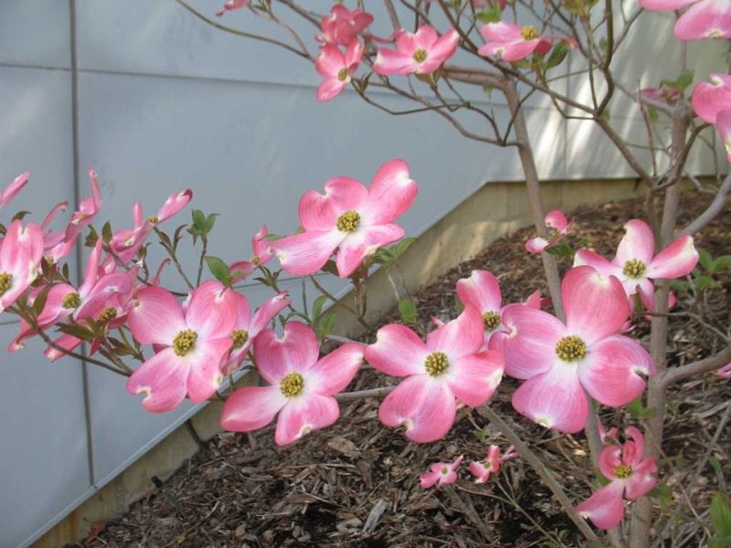 flowering dogwood (Cornus florida 'Royal Red')