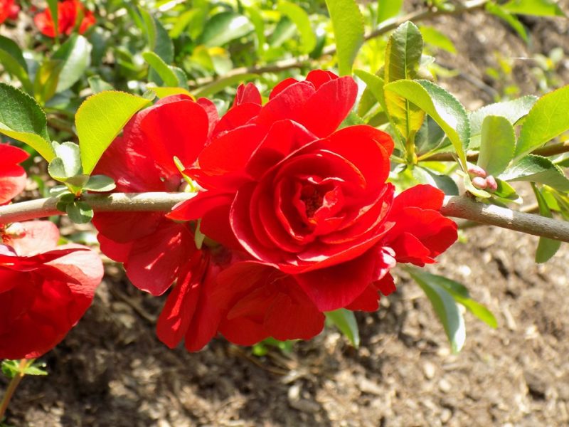 flowering quince (Chaenomeles × superba 'Texas Scarlet')