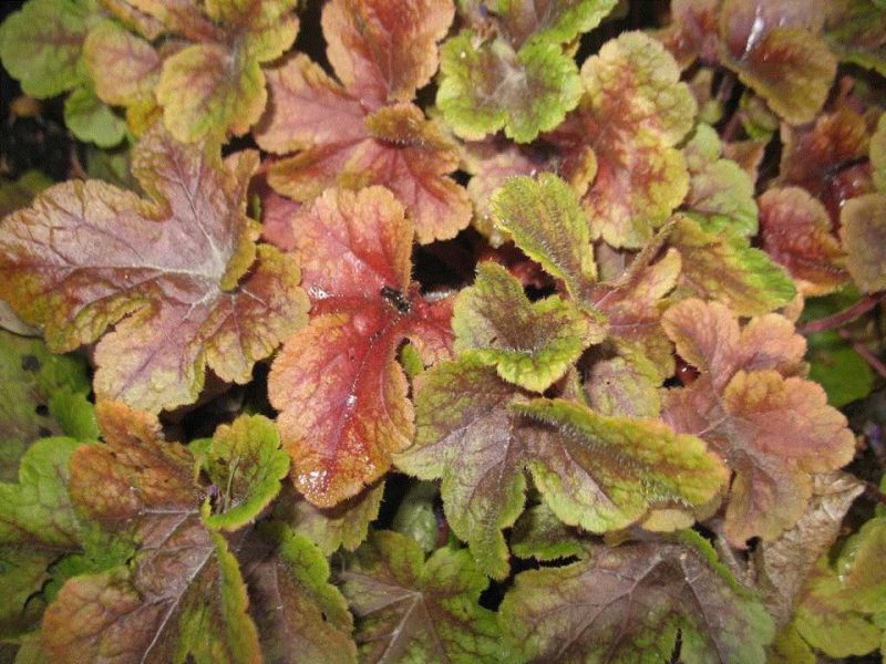 foamy bells (× Heucherella 'Buttered Rum')